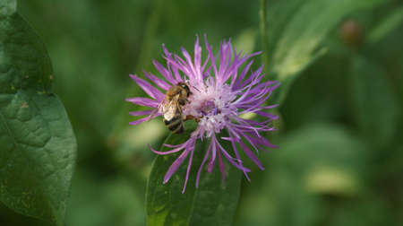 Bee on a Flowerの写真素材