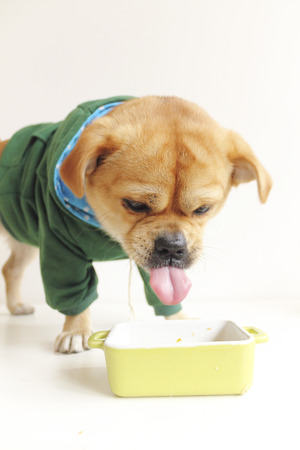 Dogの写真素材