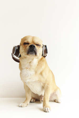 Dogの写真素材
