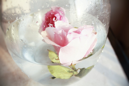 Roseの写真素材