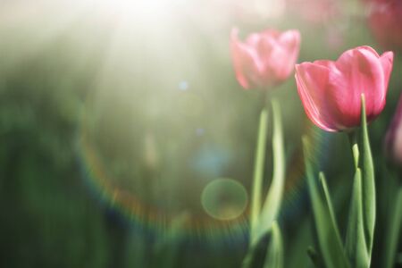 Tulip