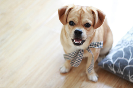 Pet Dogの写真素材