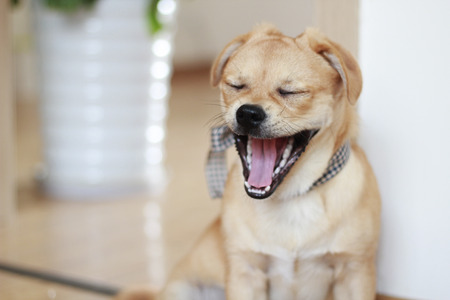 Pet Dogの写真素材