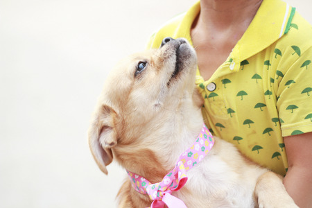 Pet Dog
