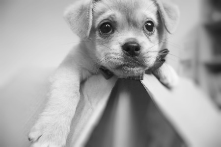 Pet Dogの写真素材