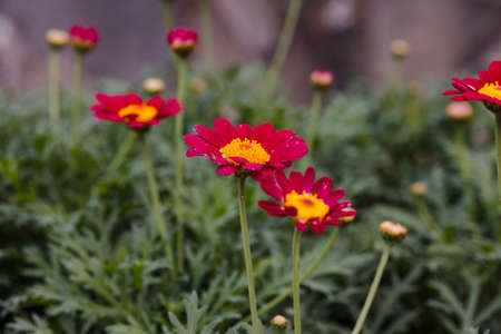 Red flowers of Pyrethrum close up. Sumer background.の写真素材