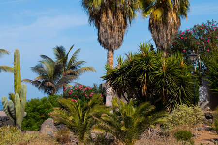 Palm trees and pink flowers in Puerto de la Cruz. Canary Islands. Spain.の写真素材