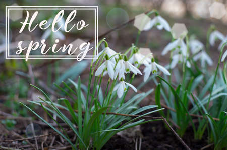 Hello spring. Background of blooming snowdrop. Spring flower. The first breath of spring.