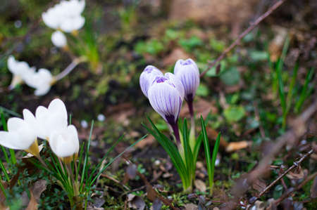 Blue and white crocuses in the garden. Spring background of blossom crocuses.の写真素材
