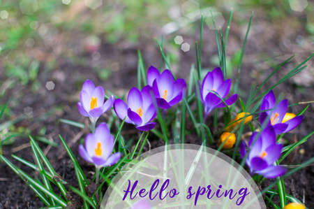Blue crocuses in the garden. Spring background of crocuses. Top view.の写真素材
