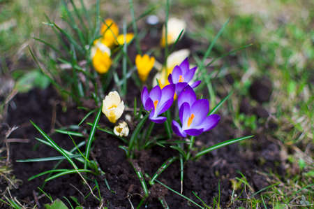 Crocus in the garden on sunlight day. Saffron bloom. Spring background.の写真素材