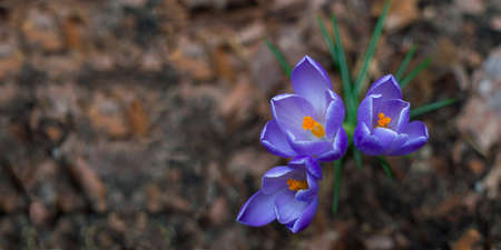 Blue crocuses. Spring background of crocuses. Top view on saffron.の写真素材