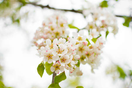A blossoming pear tree in springtime. Delicate flowering and the heady scent of springの写真素材