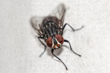 Portrait art of common house fly. You can see the details with a touch of paint oil