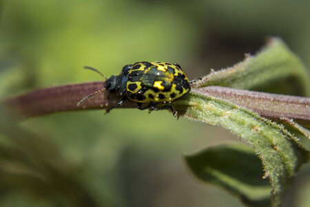 Golden ladybug 