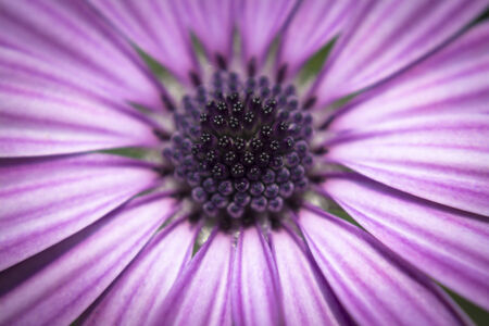 Detail to the petals pistil and stamen of a daisy 