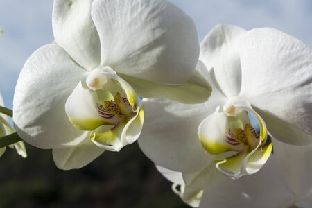 White orchid with yellow details with sky and cloudsの写真素材