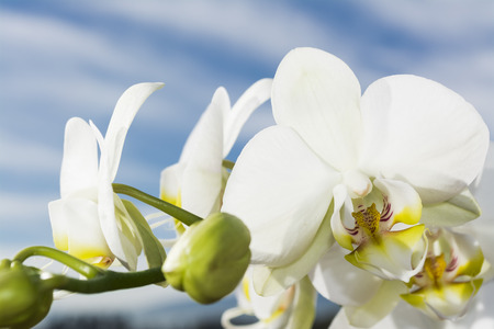 White orchid with yellow details with sky and cloudsの写真素材
