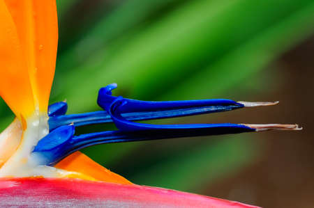 Detail of a tropical plant