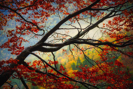 Detail of a tree branch with red leaves on a misty morning