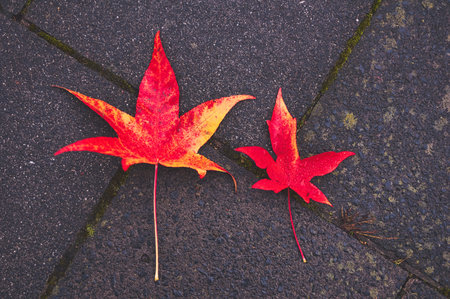 A couple of red fallen leaves laid on a black concrete pavementの写真素材