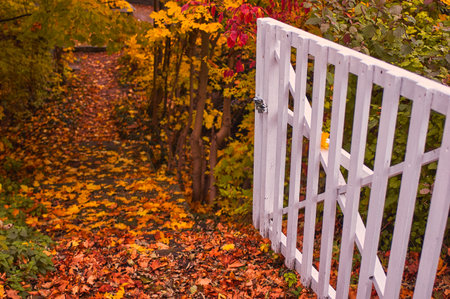Horizontal shot of a white gate open showing a multicolored path covered by fallen leavesの写真素材