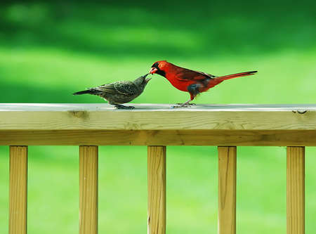 cardinal feeding a wren