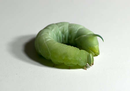 green caterpillar curled up on a white background