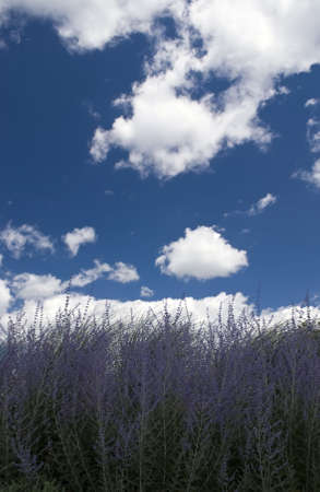 purple wildflowers and blue sky with cloudsの写真素材