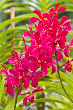 Blossom red vanda orchids in the garden の写真素材