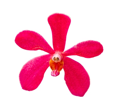 Blossom red vanda orchids on the isolated background の写真素材