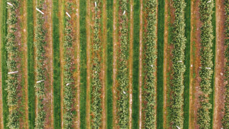Agricultural field, apple farm aerial. Apple plantation . High quality photo