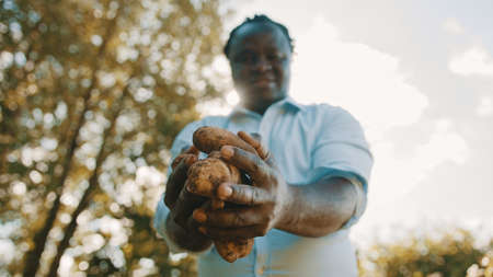African farmer holding fresh potatoes in his hands. Low angle selective focus. High quality photoの写真素材