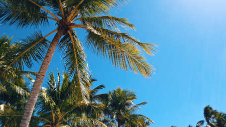 Palm trees over the clear blue sky. Tropical beach background. High quality photoの写真素材