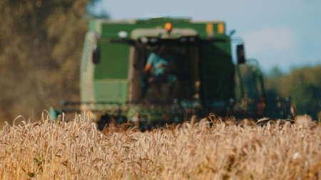Warsaw, Poland 10.08.2020 - Closeup of ripe ears of the golden wheat field. Concept of a rich harvest. A farmer driving a combine harvester in an agricultural field with blue sky in the background.のeditorial素材