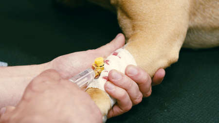 Close-up of medicaments injection by syringe. Hands holding paw. Examination on veterinary clinic, taking care about domestic animals.の写真素材