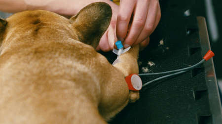 Close-up of hands adjusting cannula in dog paw. Examination on veterinary clinic, taking care about domestic animals.の写真素材