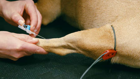 Cropped view of inserting intravenous cannula into dog paw. Examination on veterinary clinic, taking care about domestic animals.の写真素材