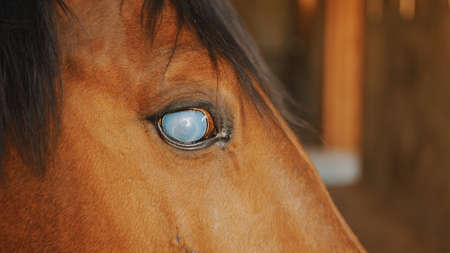 Close-up view of a dark brown Blind horse with a black mane. Dark bay horse. Injured blind horse in the stable. Horse riding competitions.の写真素材