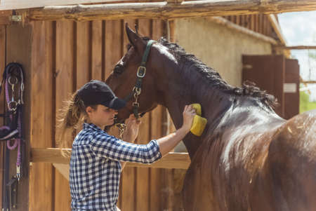 Horse owner cleaning her dark bay horse outside the stable. Gently rubbing the horses neck using a sponge and soap. Grooming horses and taking care of their hygiene.の写真素材
