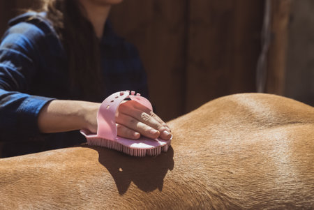 Female horse owner brushing the shiny horse coat of a Palomino horse. Brushing off the dust from the horseback during the daytime. Sunlight hitting the horseback. Cleaning and taking care of horses.の写真素材