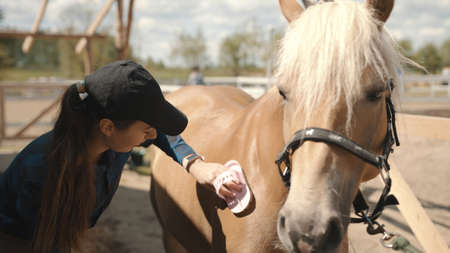 Female horse owner brushing off dust from her flaxen horseback. Light brown with a blonde mane being cleaned in the horse ranch. Girl holding a horse brush scrubbing the shiny horse coat.の写真素材