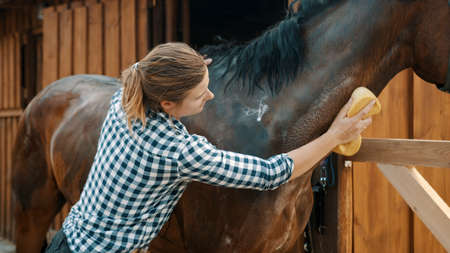 Horse owner giving a bath to her seal brown stallion in the stable. With a sponge rubbing the neck of her horse. Sunlight hitting the shiny horse coat. Girl dressed in a checked shirt.の写真素材