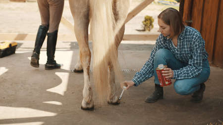 Female horse owner applying protecting oil to her Palomino horses hoof. Taking care of horse hoof.Light brown horse with a blonde tail. Hoof care. Grooming and taking care of pet horses.の写真素材
