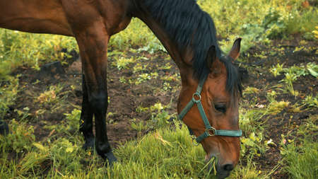 A horse grazing in the beautiful field meadows. A dark bay horse with a black mane eating grass on...