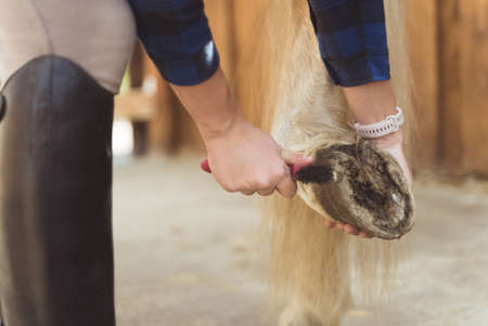 Girl holding the leg of a Palomino horse cleaning horse hoof outside the horse stable. Taking out dust from the hoof using a hoof pick. Cleaning horse hoof. Taking care of horse hygiene.の写真素材