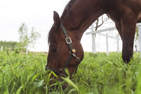 A dark brown horse grazing in the field meadows. Close-up view of a horse munching on the grass with...