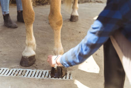 Hands of a girl applying Oil on a horse hoof. Light brown horses hooves are being oiled by its...
