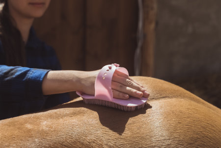 Female horse owner brushing off dust from her horseback. Light brown with a blonde mane being cleaned in the horse ranch. Girl holding a horse brush scrubbing the shiny horse coat.の写真素材