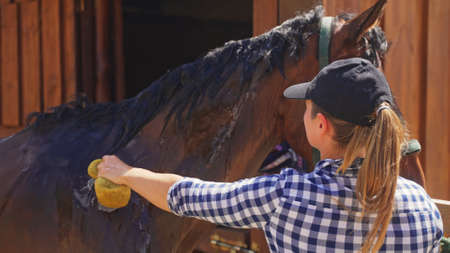 a young girl near a barn fish a brown horse with a sponge in her hand. High-quality photoの写真素材